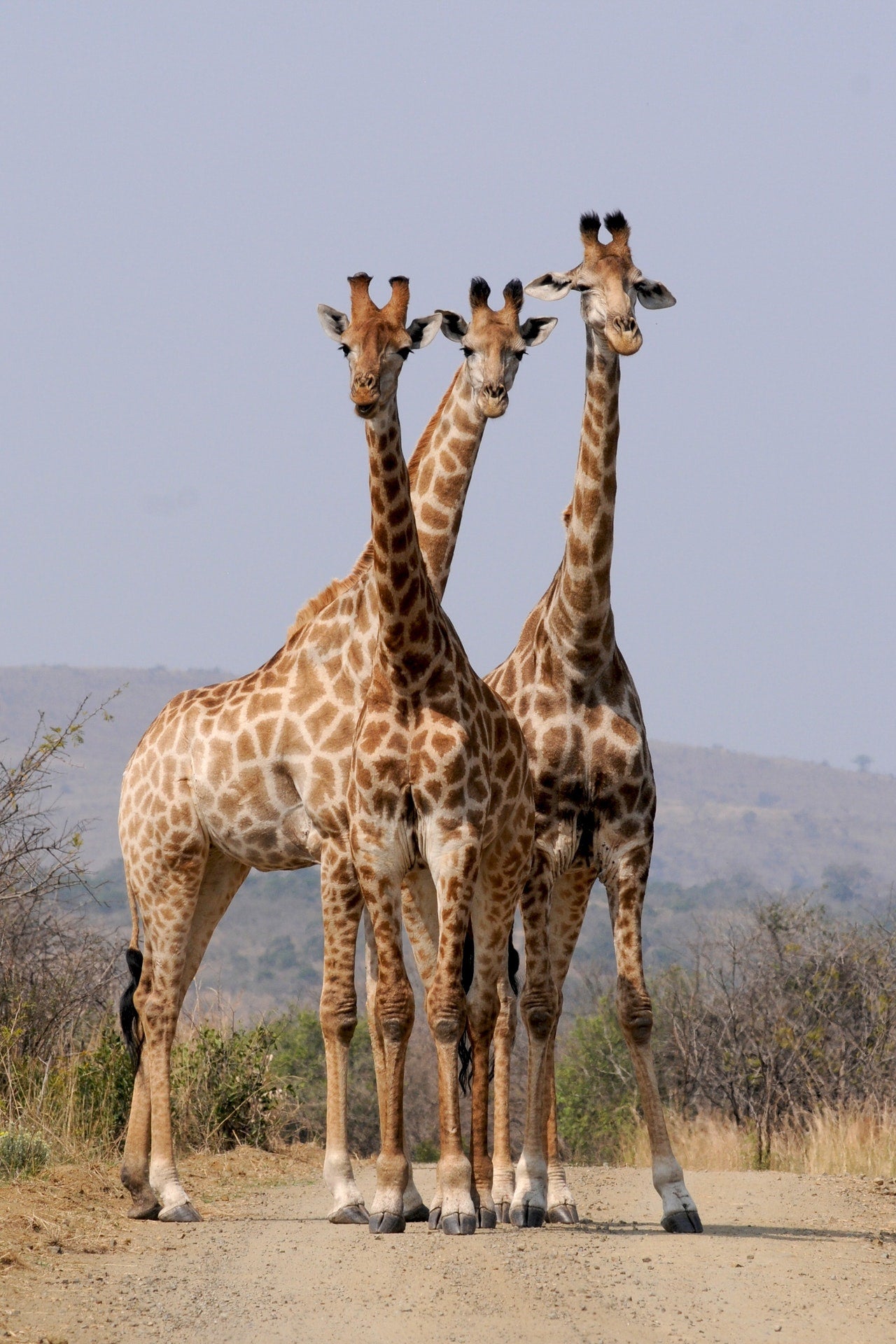 Safari en África